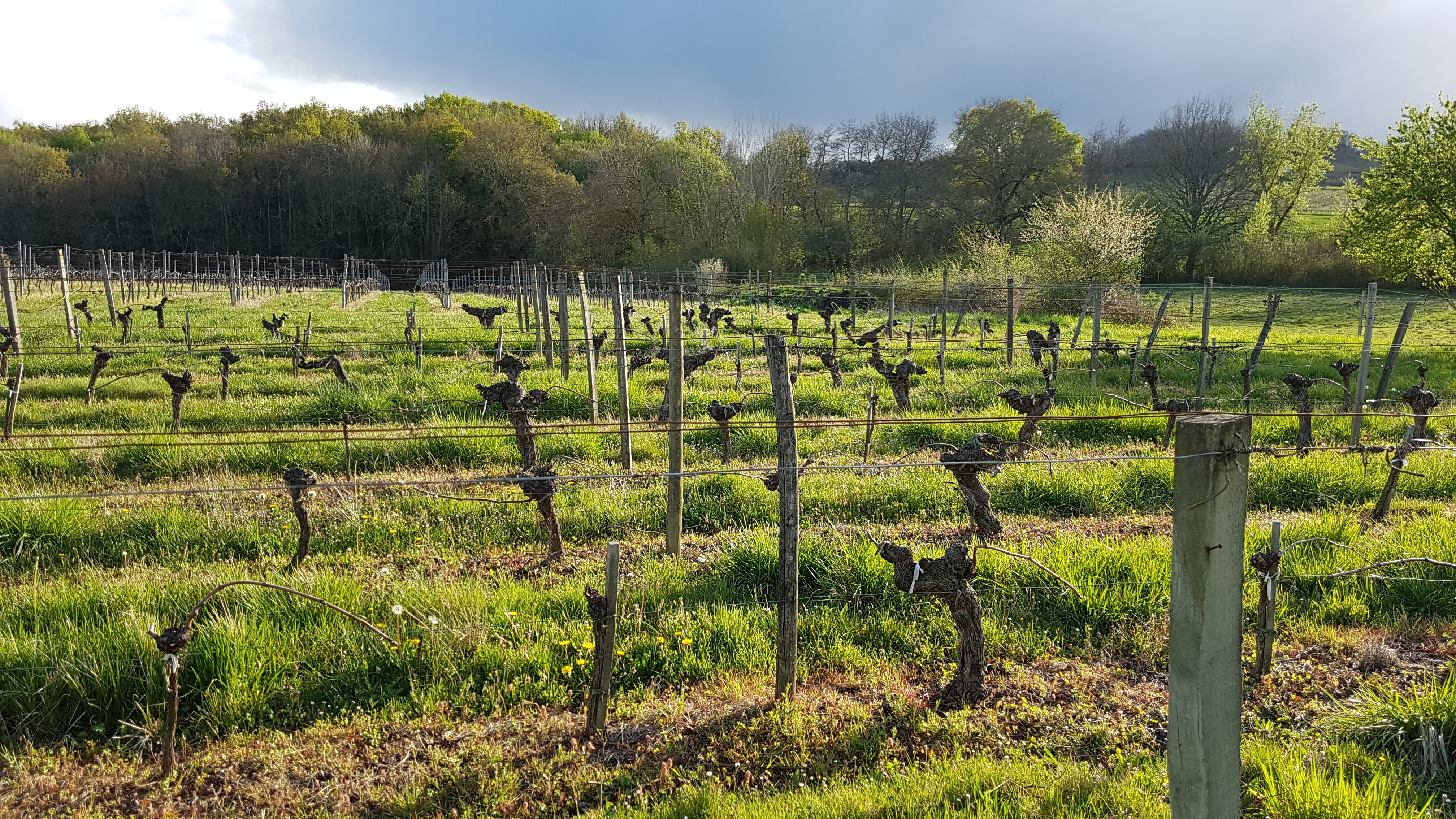Cotes de Bordeaux : des vins fruités et abordables